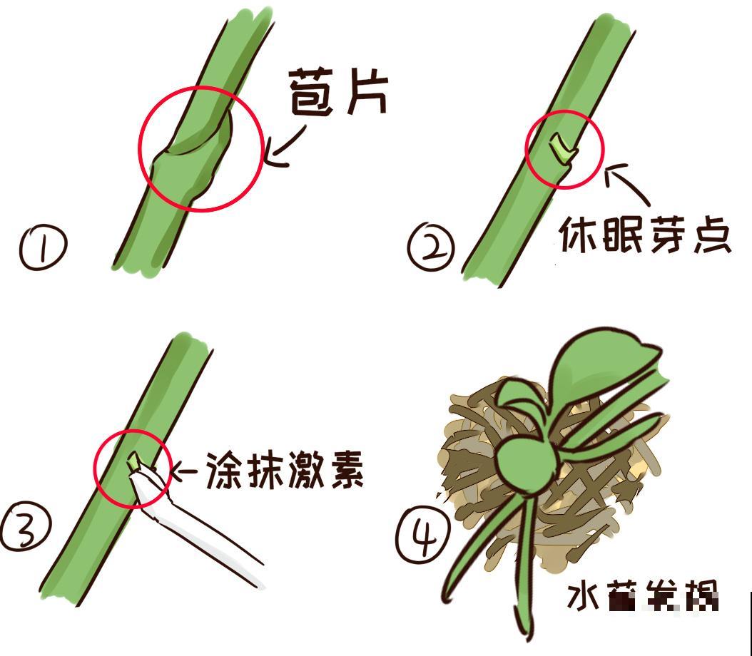 “过年花”开完，还能分10盆，每年都开花