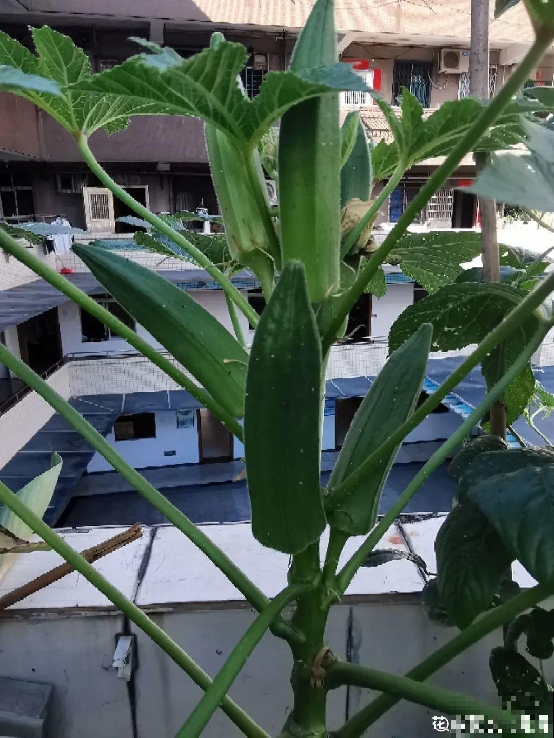 花长得像蔬菜，那也不能吃，有毒的！