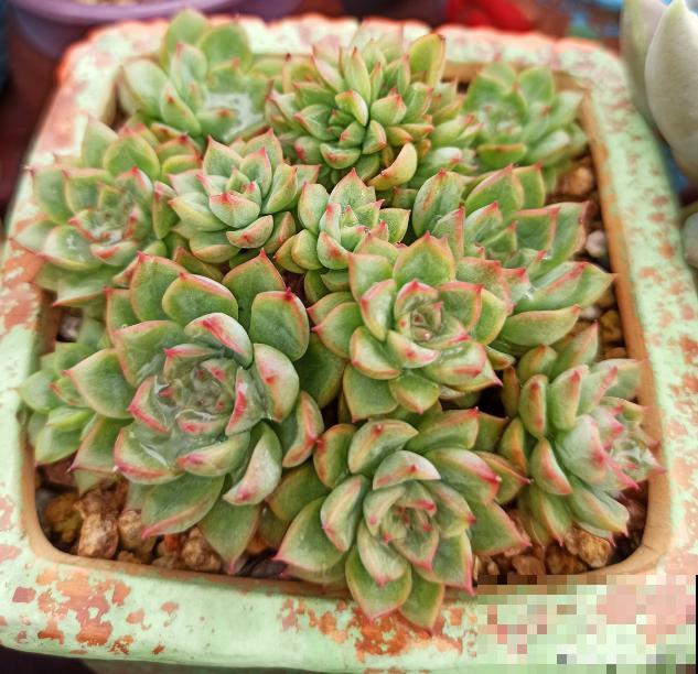 包邮区的多肉，1年就开挂了，完美逆袭