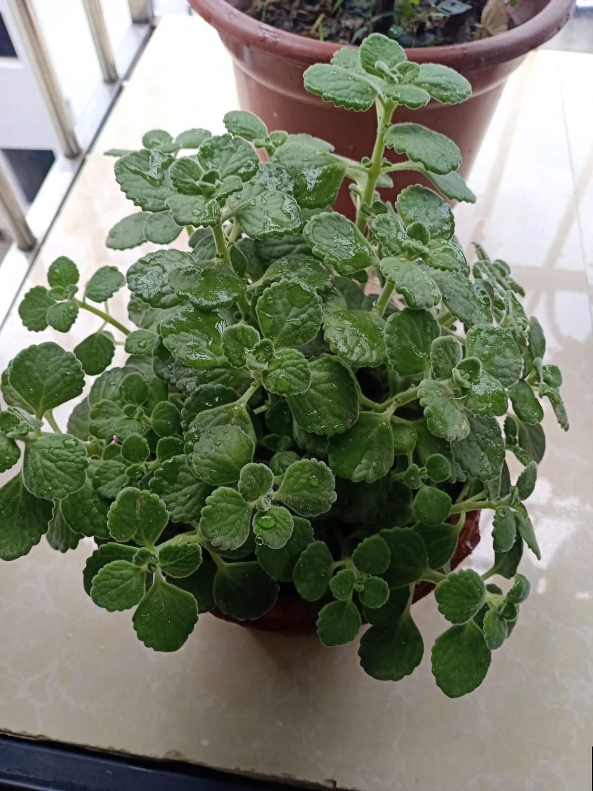 春天在家养盆“香草”，飘香四溢，清新又好闻！