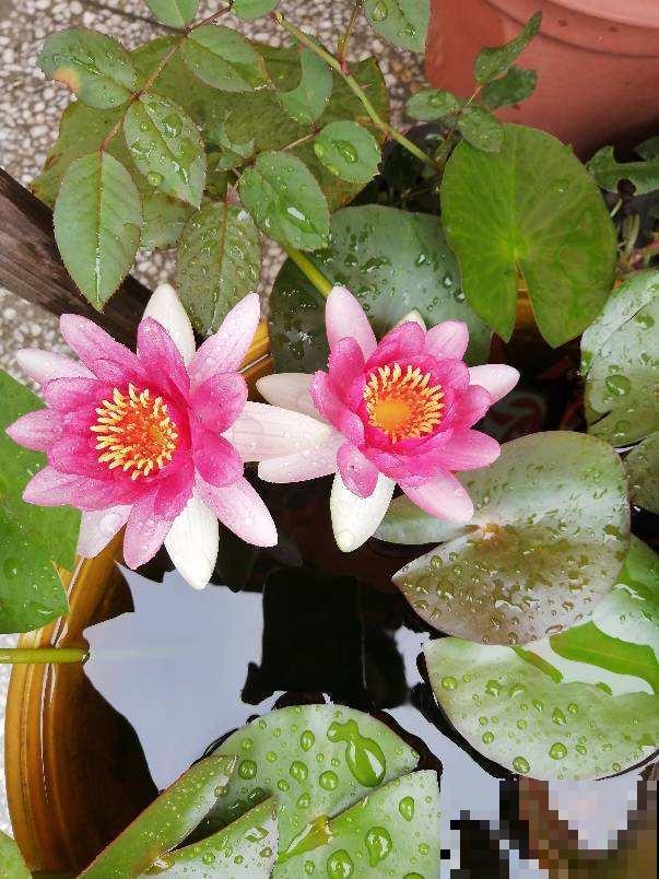 大水缸里面种花，花长得更健壮，养家里就是传家宝！