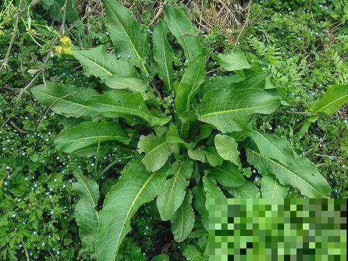 1种野草叫牛舌头，好多人上山排队挖，竟然有大作用