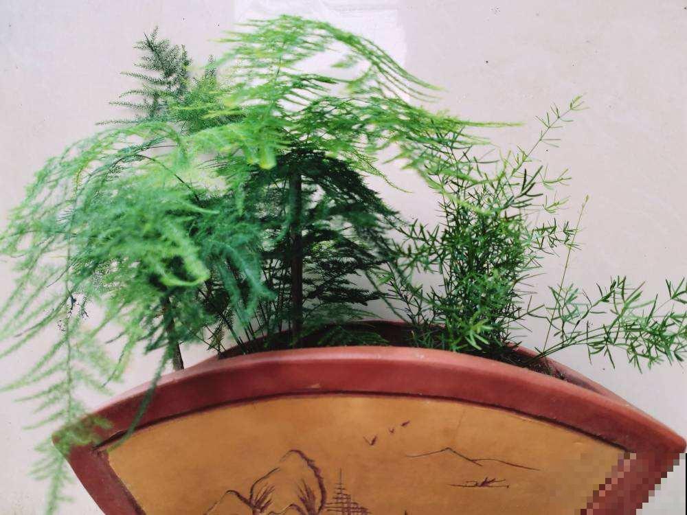 武竹枝条更加苍劲，一年四季绿油油，观赏性超强