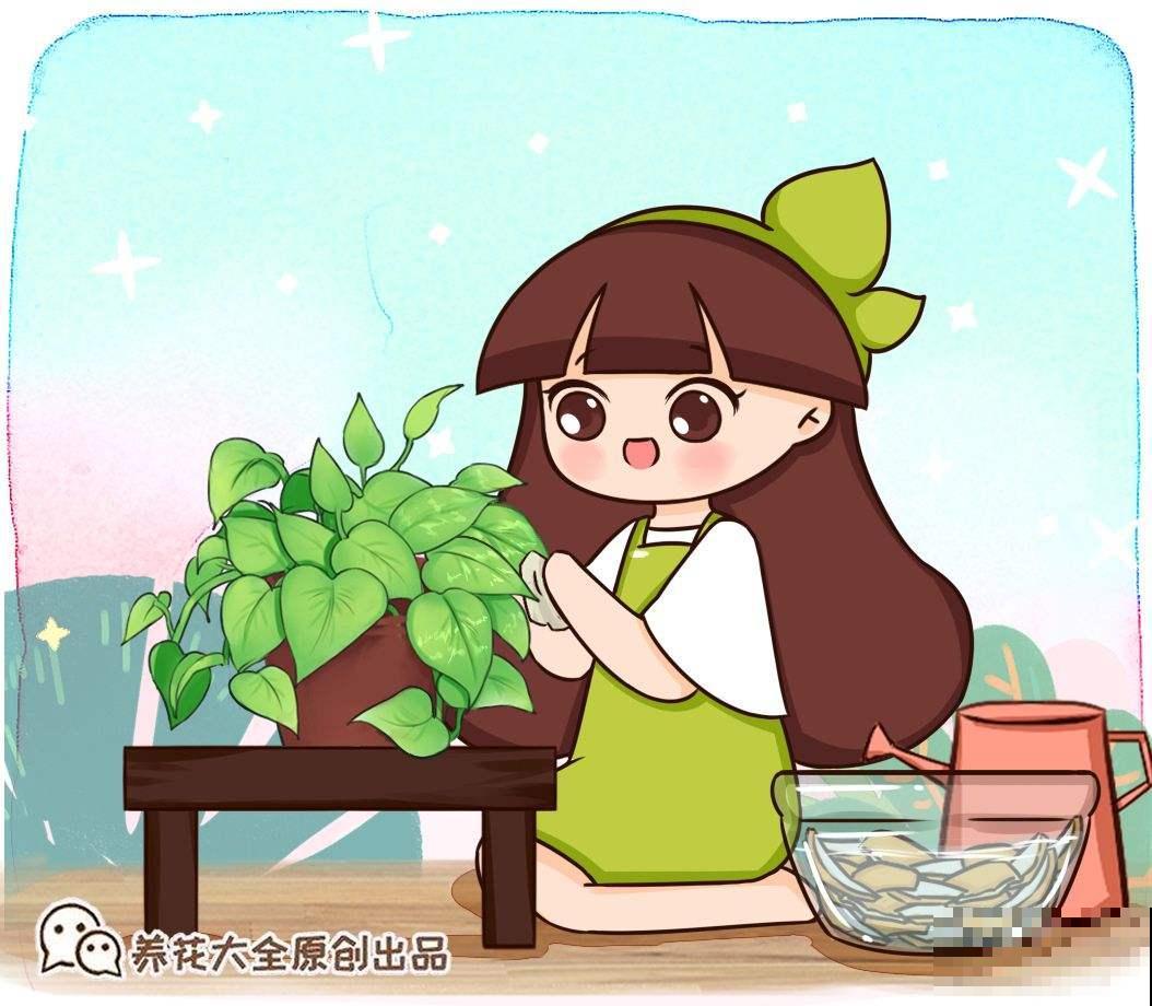 家里养盆空气凤梨，没想到有这么多好处，太实用了！