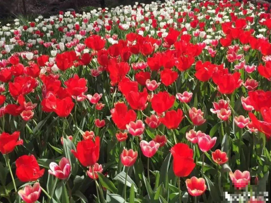 百合开花不是一次性，开完要施肥，1盆能生20盆