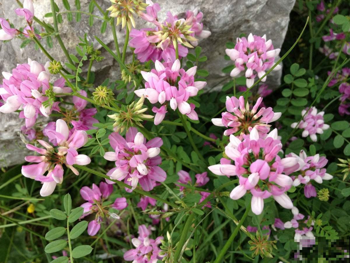 长在路边的小冠花,生长能力极强,每次开花一大片! 长在路边的小冠花,生长能力极强,每次开花一大片!