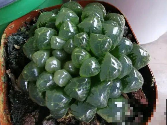 染色大葱？卫生纸一擦就掉色，真细思极恐