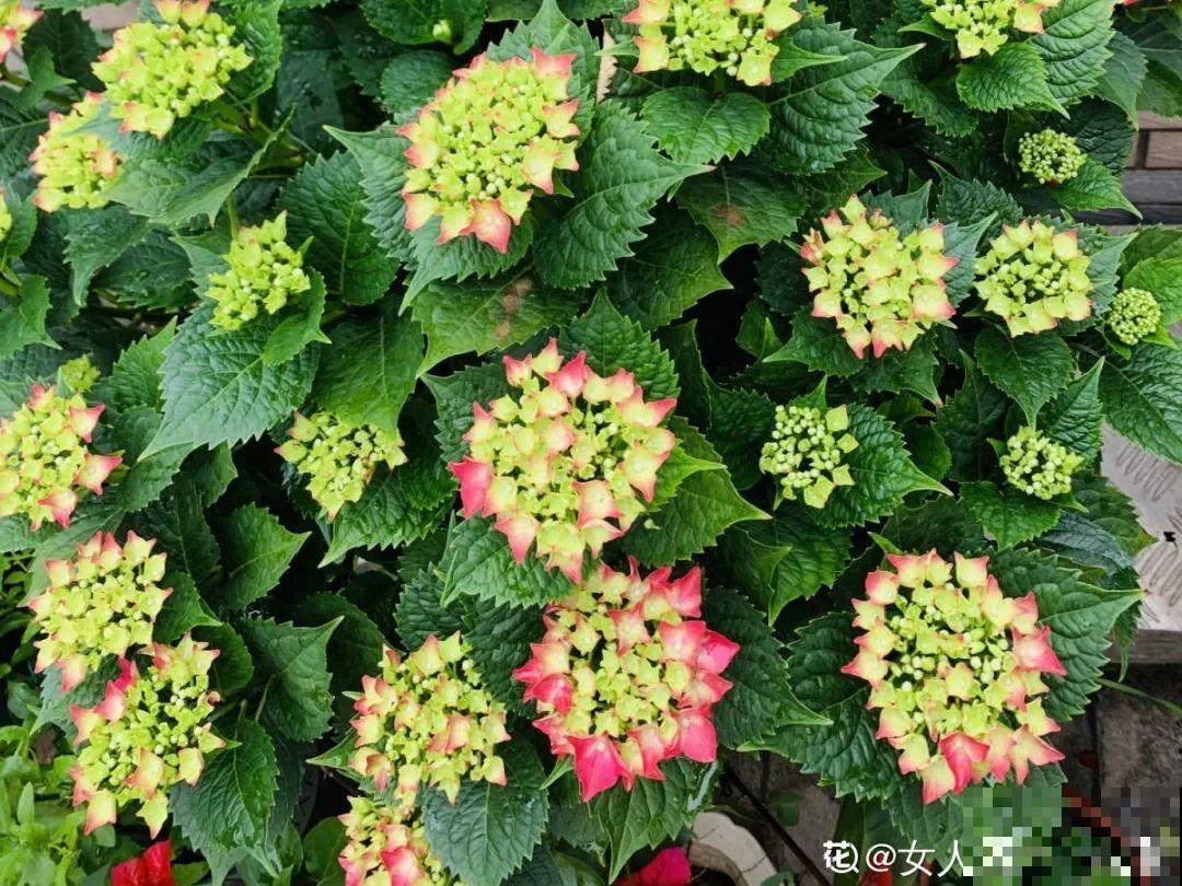 家里有这9种花,一定要冻一个月,才能开花更好看 家里有这9种花,一定要冻一个月,才能开花更好看