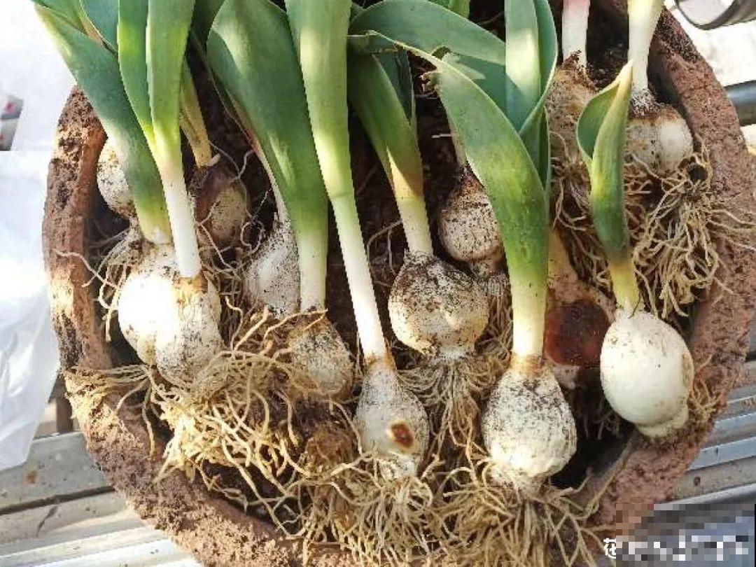 家里有这9种花,一定要冻一个月,才能开花更好看 家里有这9种花,一定要冻一个月,才能开花更好看