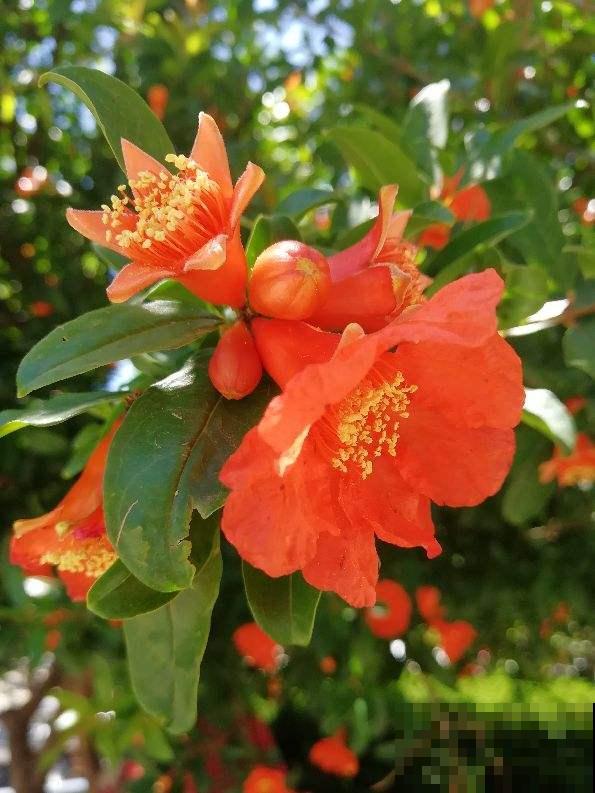 12种幸运花，你是几月出生，最旺你的花就是那它！