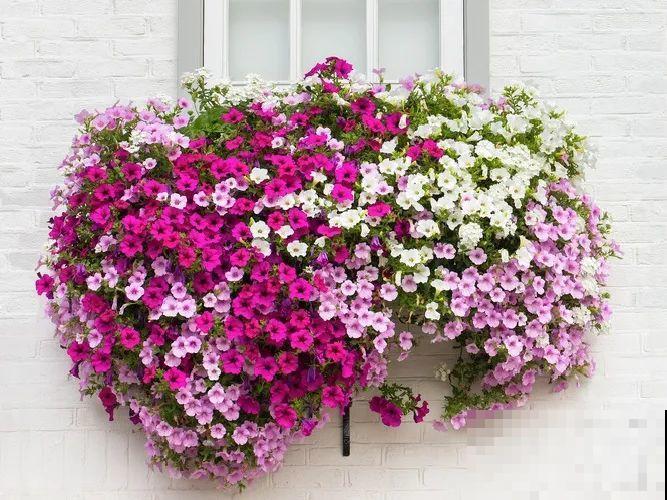 我想有一个,开满花的窗台,每天赏花! 我想有一个,开满花的窗台,每天赏花!