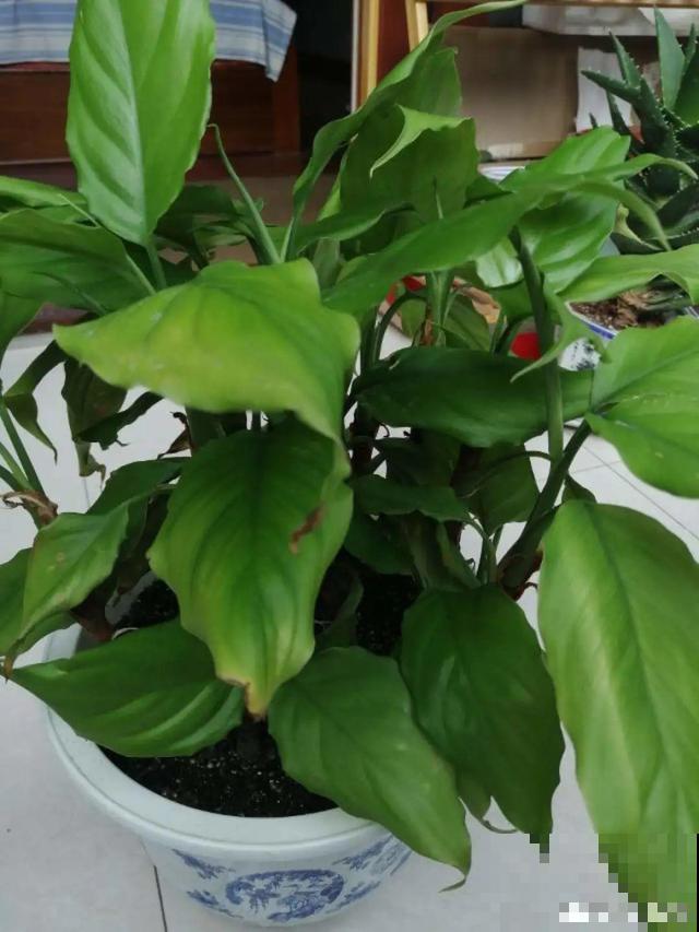 家里养这10种花,冻伤了要赶紧救,晚了就救不回来了 家里养这10种花,冻伤了要赶紧救,晚了就救不回来了