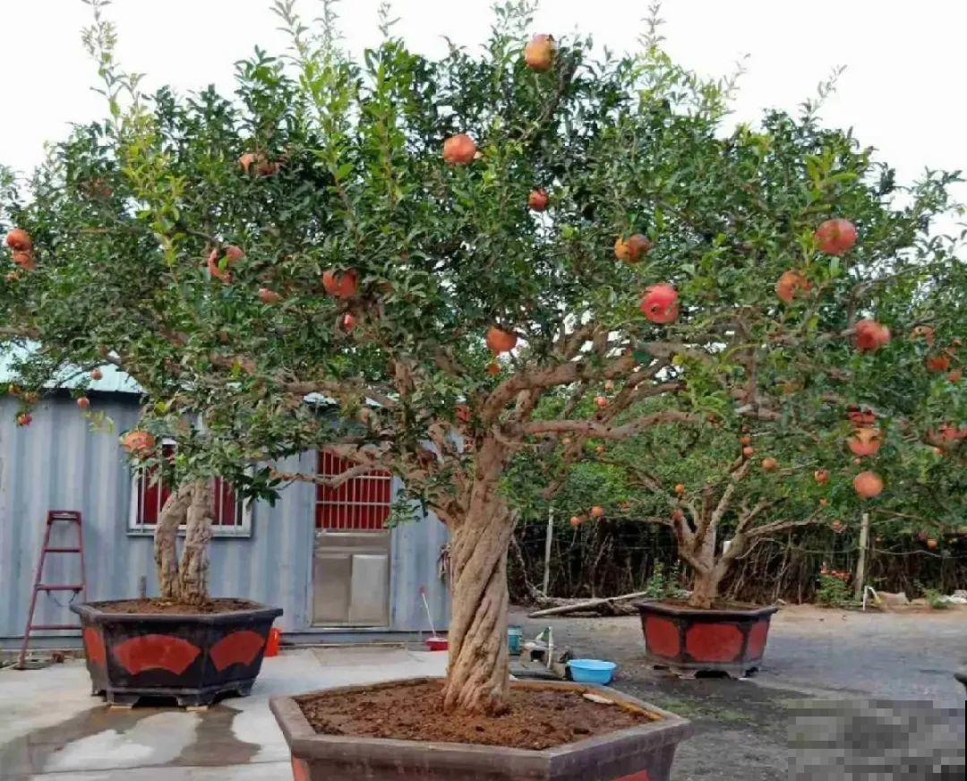 1盆苹果卖300块,为啥这么贵,难道是金苹果? 1盆苹果卖300块,为啥这么贵,难道是金苹果?