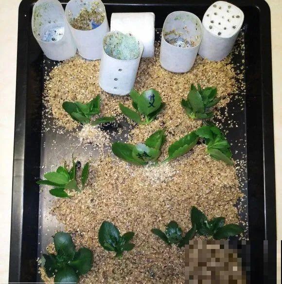 现在扦插超好活，剪根枝，捂3天，冒出狗牙根！