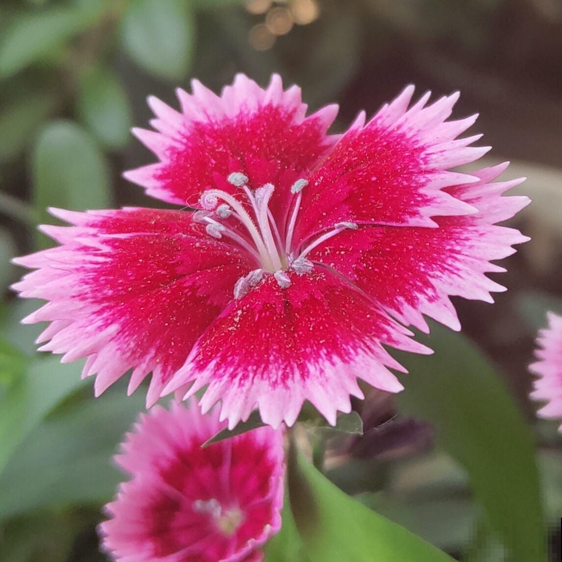 倒春寒来袭，养花5件事不能做，不然花熬不过去全死了