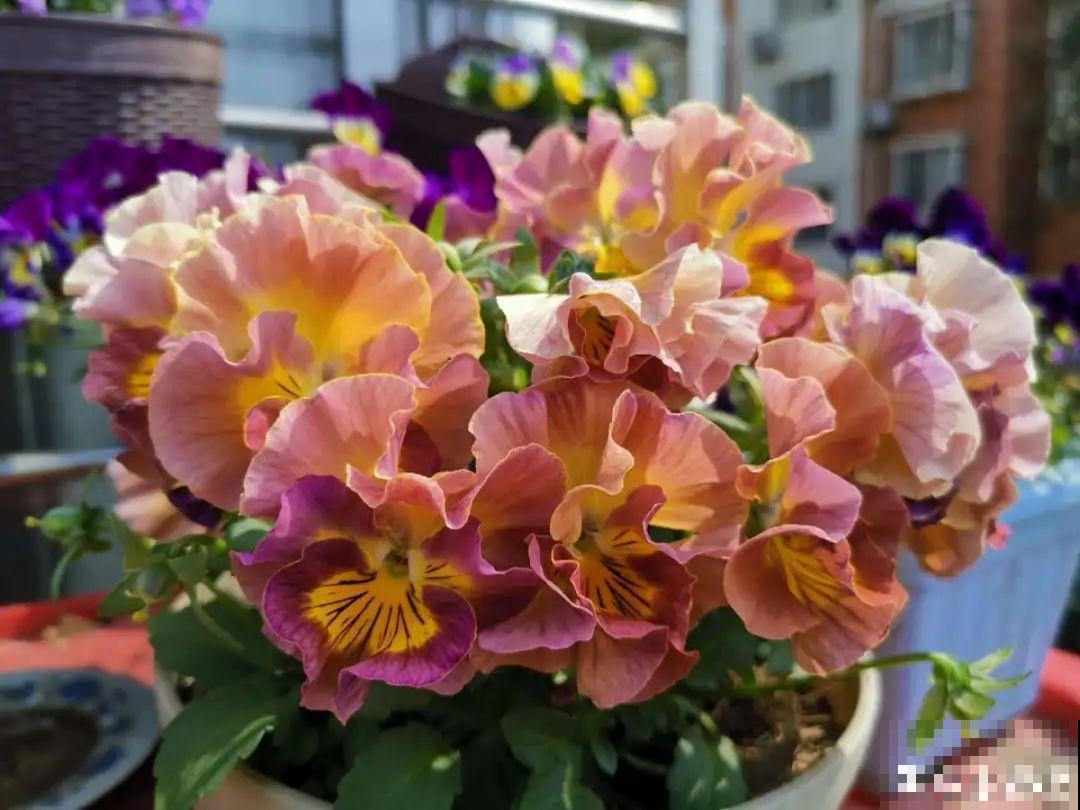 冬天的香水花，养1盆满屋子飘香，千万不要放卧室