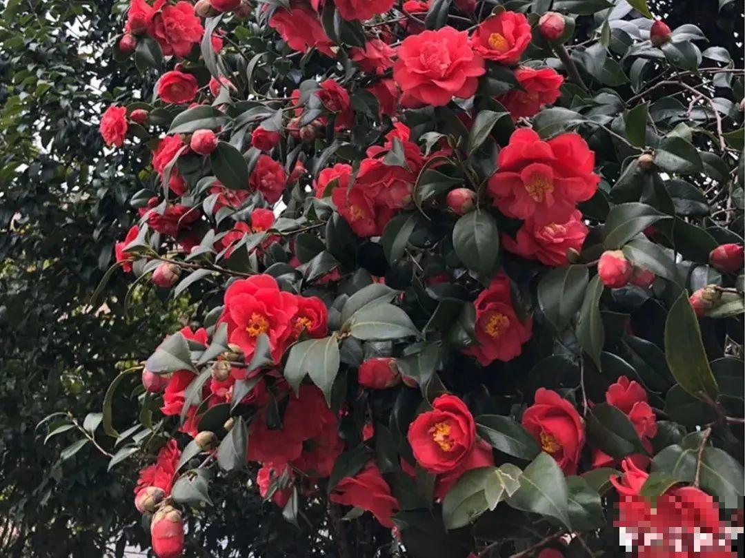 大门口种棵花，吉利又好看，镇宅保平安