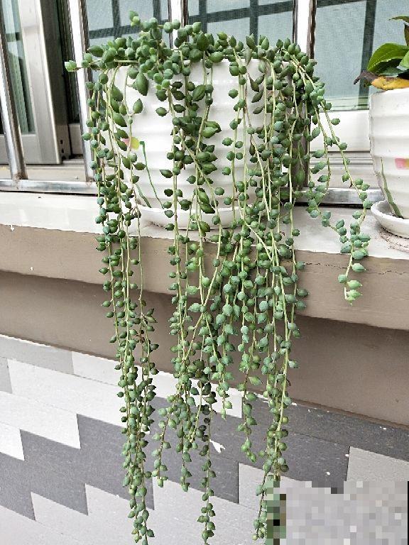 4种吊兰花，春天开花正盛，还有一种能食用