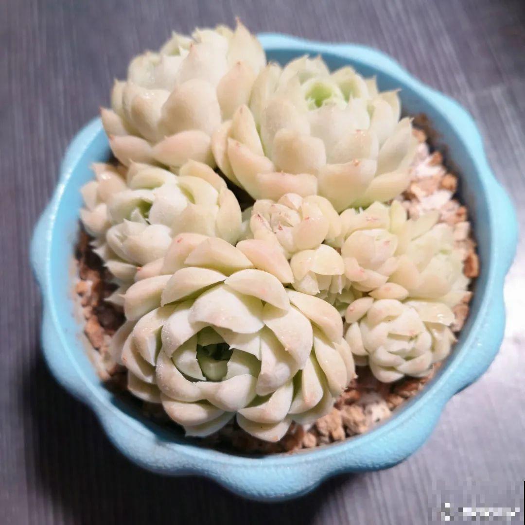 3款果冻多肉，透明软萌人人爱，好想轻轻咬一口！
