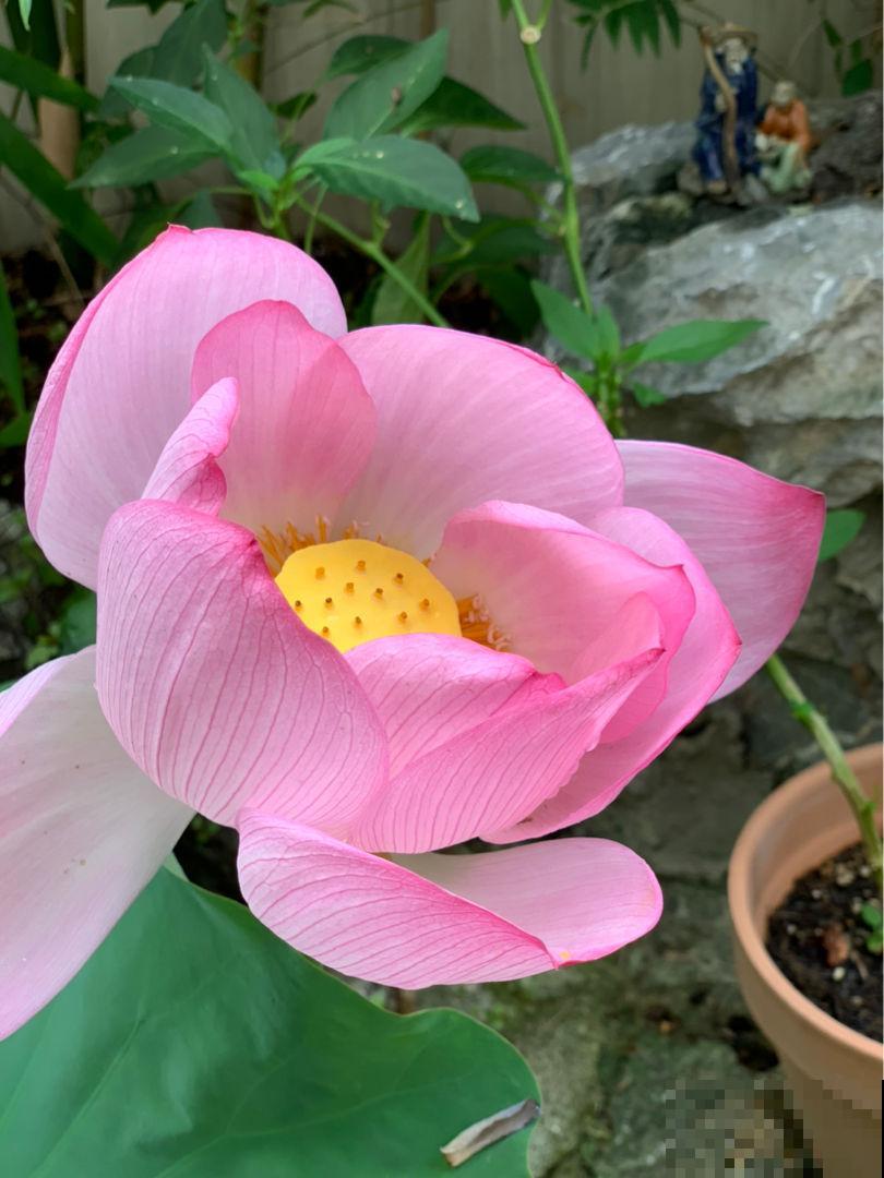 30个有趣的花谜,大多数人猜不对,你猜对了吗? 30个有趣的花谜,大多数人猜不对,你猜对了吗?