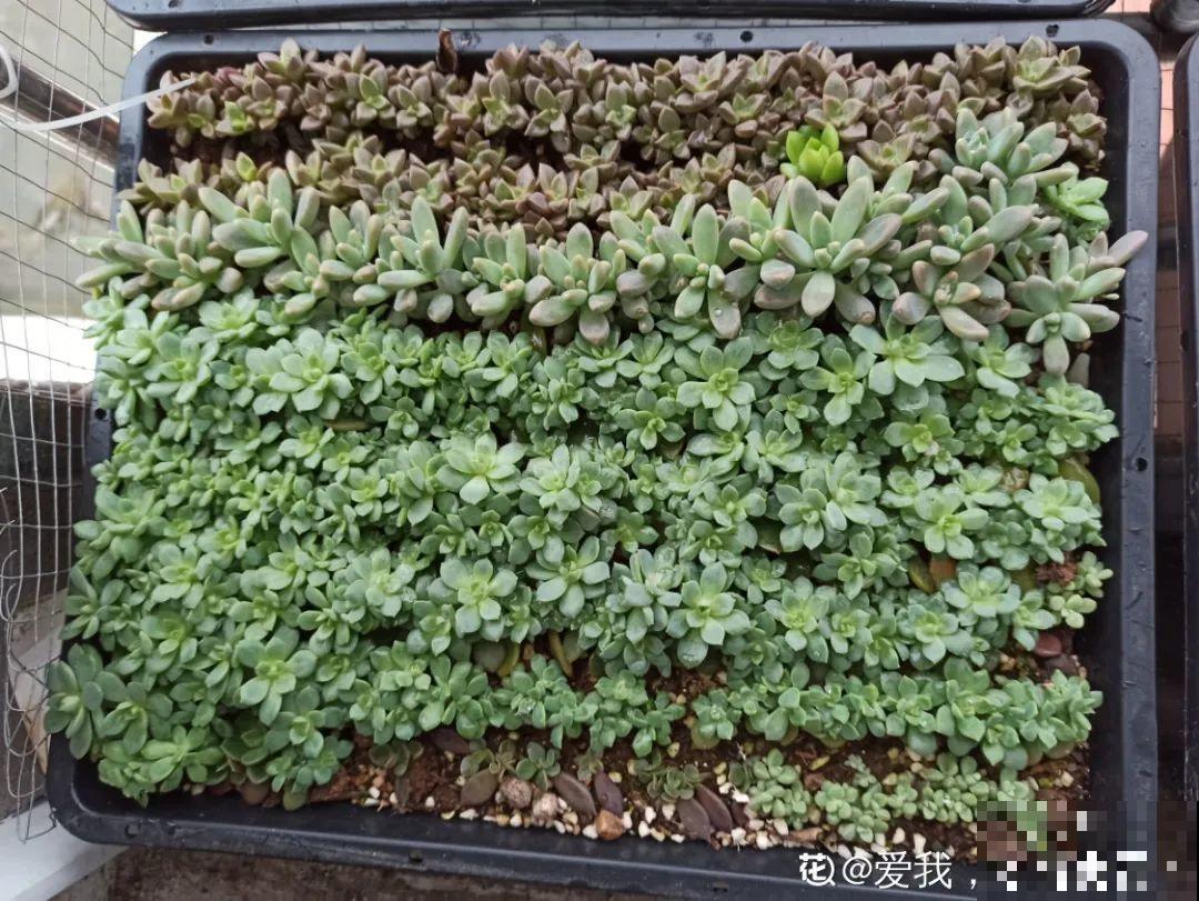 初春的多肉要撸叶子，重新扦插，能生好多盆