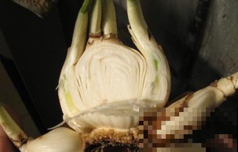 牙签串大蒜，冒充七彩水仙？千万别上当！