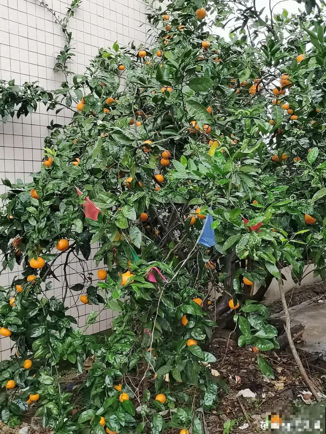 家里养盆镇宅花,一年红红火火,好运满满 家里养盆镇宅花,一年红红火火,好运满满