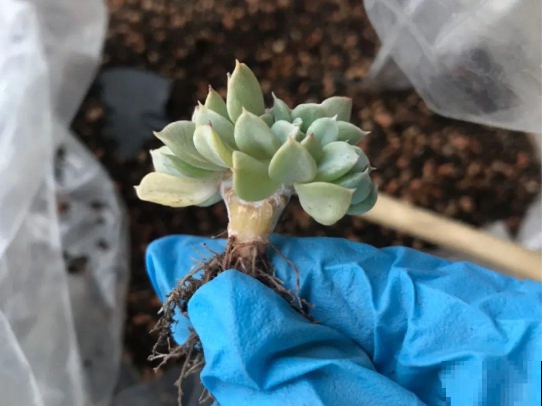 长寿开花变异了，十年都见不到一次，真稀罕