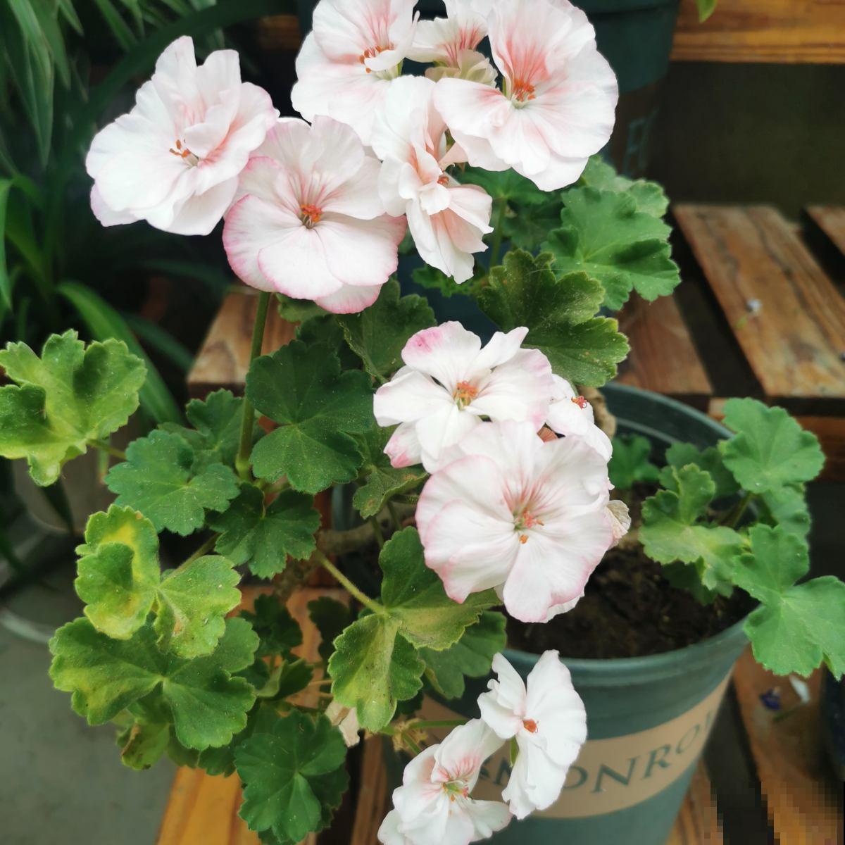 春天养3种“花团子”，开花又美又仙气，春天生长正旺盛！