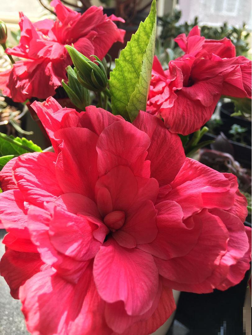 春天来了，3种花不能突然暴晒，容易灼伤叶子