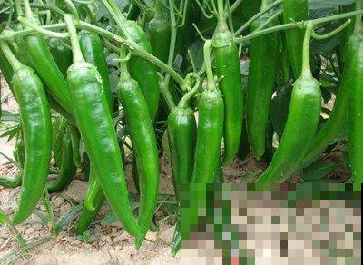 家里也能种菜？这4种菜种家里，营养美味又好看！