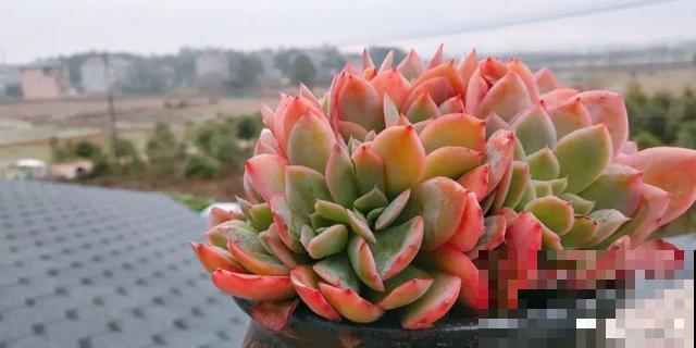 家里养这10种花,冻伤了要赶紧救,晚了就救不回来了 家里养这10种花,冻伤了要赶紧救,晚了就救不回来了