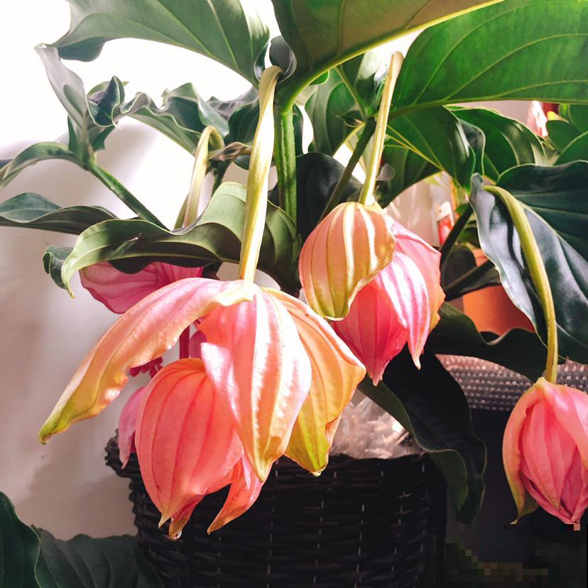 冬天养3种花,要多浇水、多喷水,不然叶子全都干死了 冬天养3种花,要多浇水、多喷水,不然叶子全都干死了