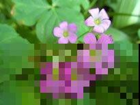 冬季必备酢浆草，颜值高好养护，轻松开成一片“花海”！