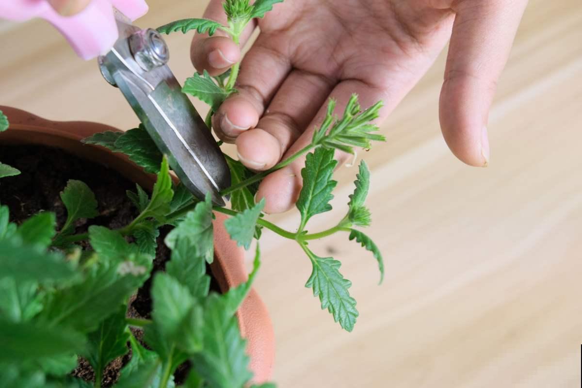 薄荷不会养？教你3个小方法，轻松养爆盆！