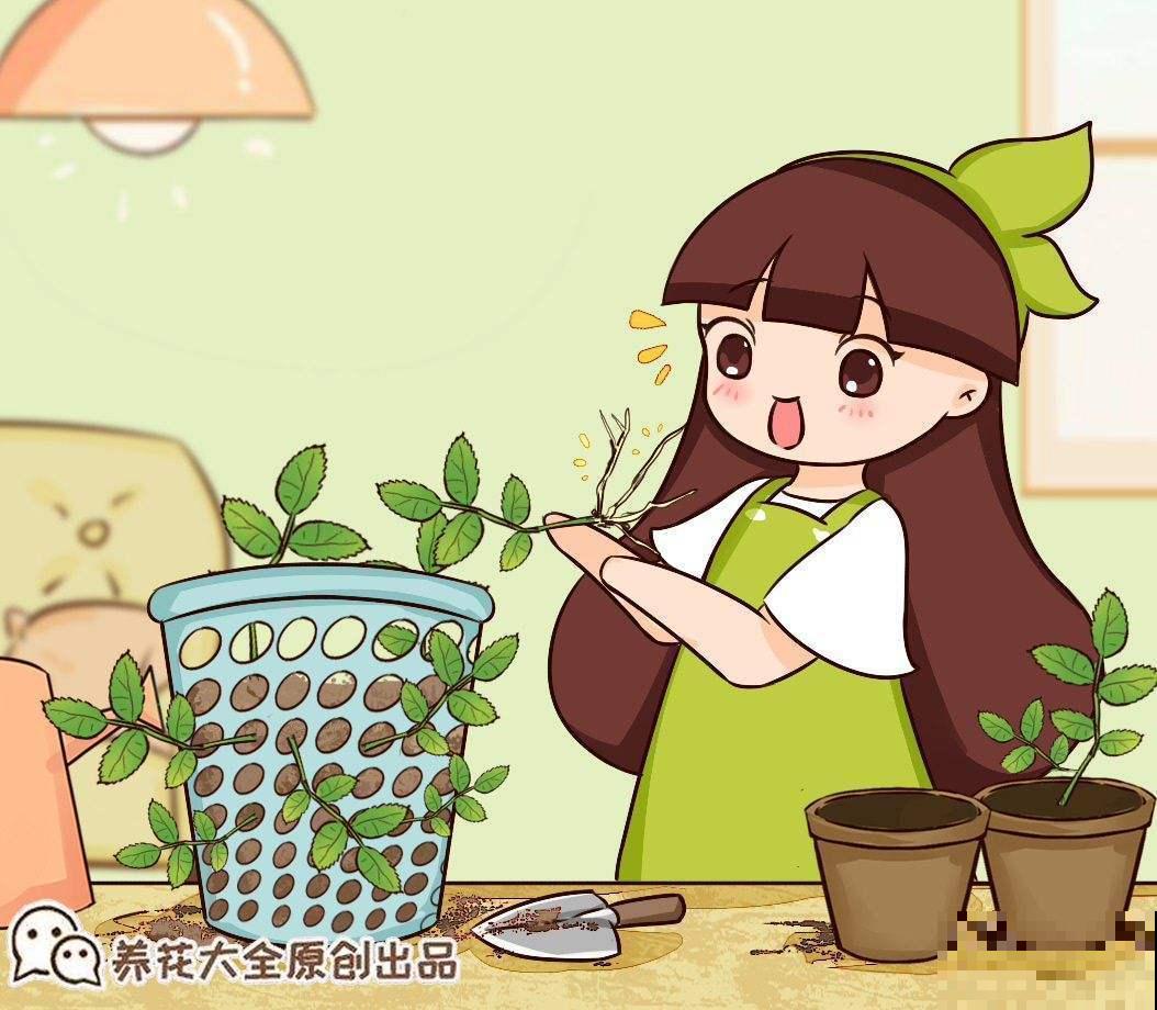 扦插有绝招！一学就会，家里再也不用买花了！