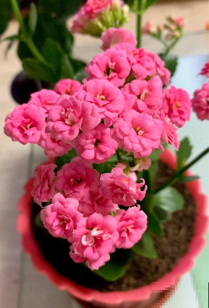 这5种动物粪便，居然是养花神器，越用花卉长得越旺！