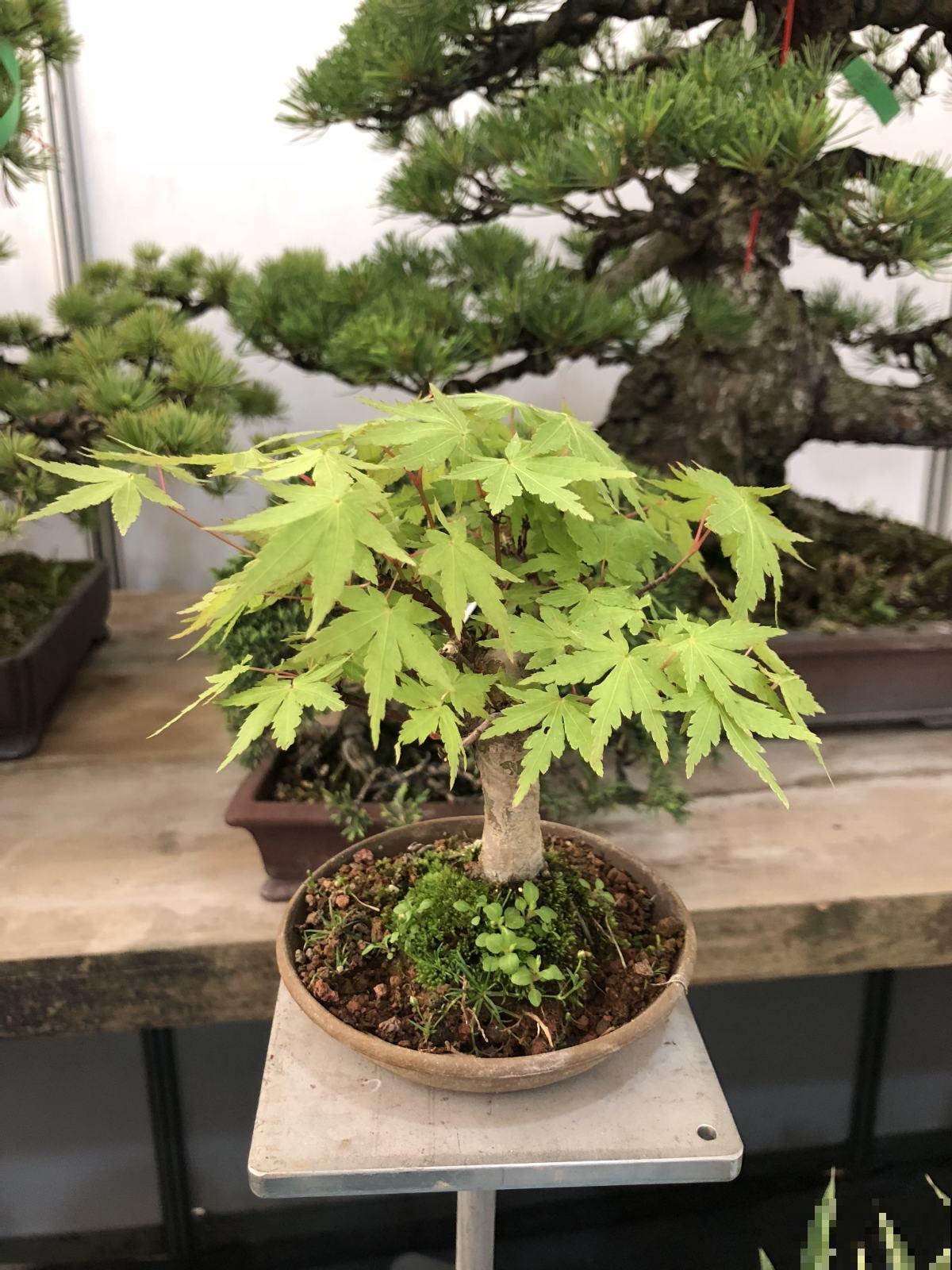 想要打造自己的盆景？简单几步，教你在家做出越看越美的盆景！