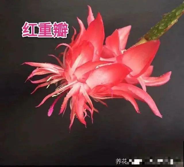 上万块的蟹爪兰，开花像烟花，养过的人不多