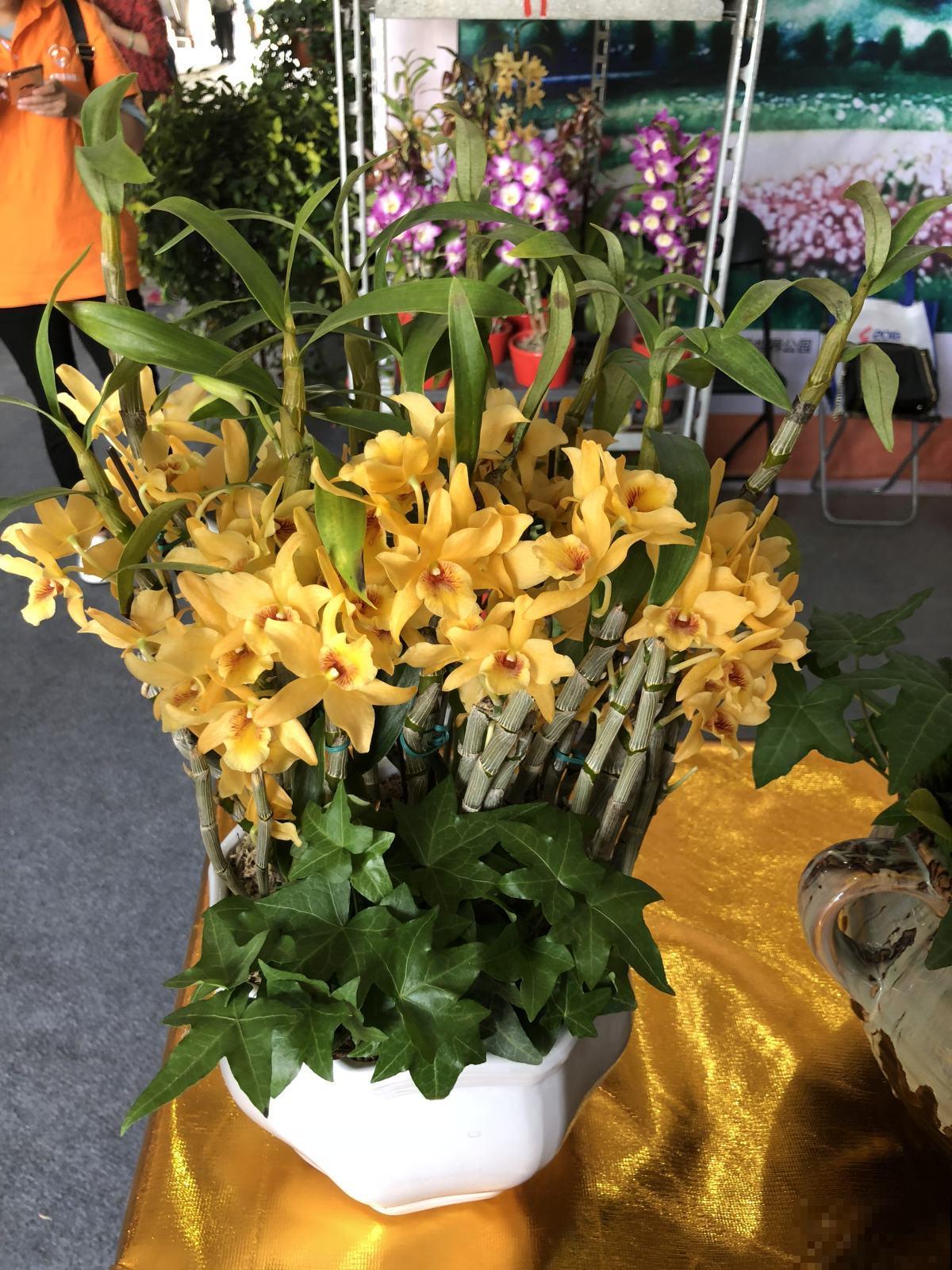 石斛花这么养，不黄叶不烂根，轻松养成“小瀑布”！