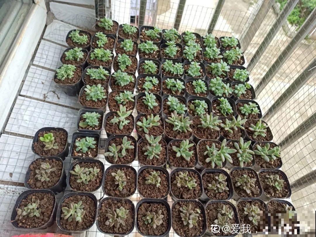 初春的多肉要撸叶子，重新扦插，能生好多盆