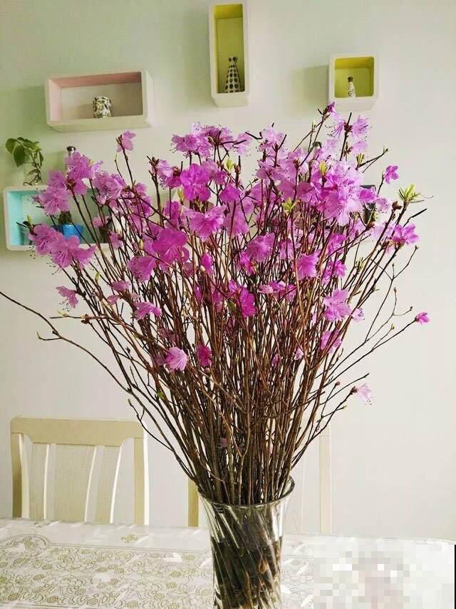 年前花市大火的“枯木逢春”，是国家保护植物，盗采违法！