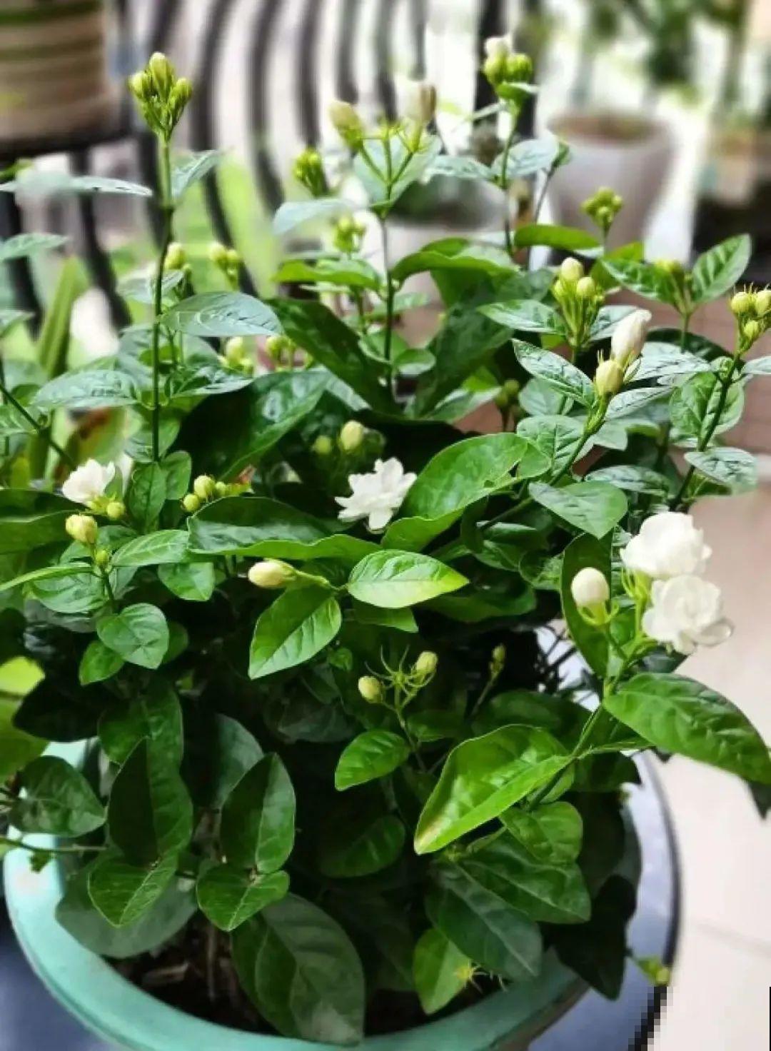 5度以下,常见的21种花必须断水,不然都烂根了 5度以下,常见的21种花必须断水,不然都烂根了