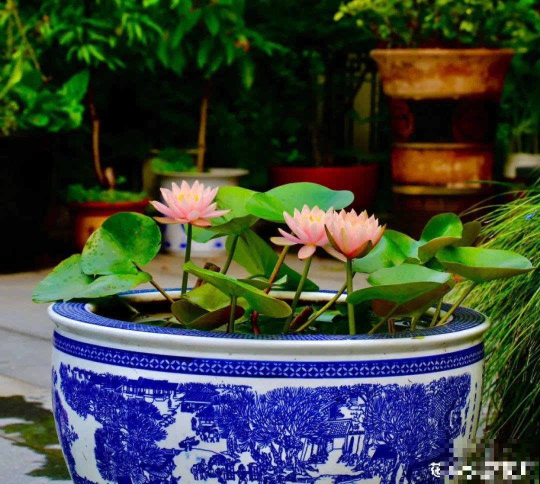 梦想有个院子，养花弄草，过舒心日子！