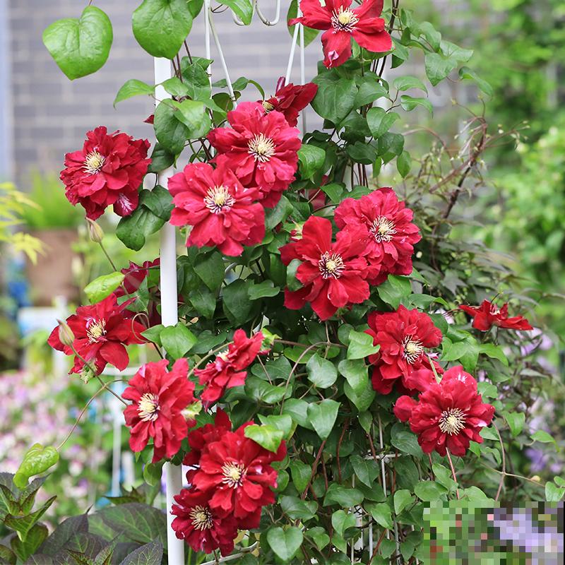 空地上撒把种子,明年春天就发芽,开出大片花海 空地上撒把种子,明年春天就发芽,开出大片花海