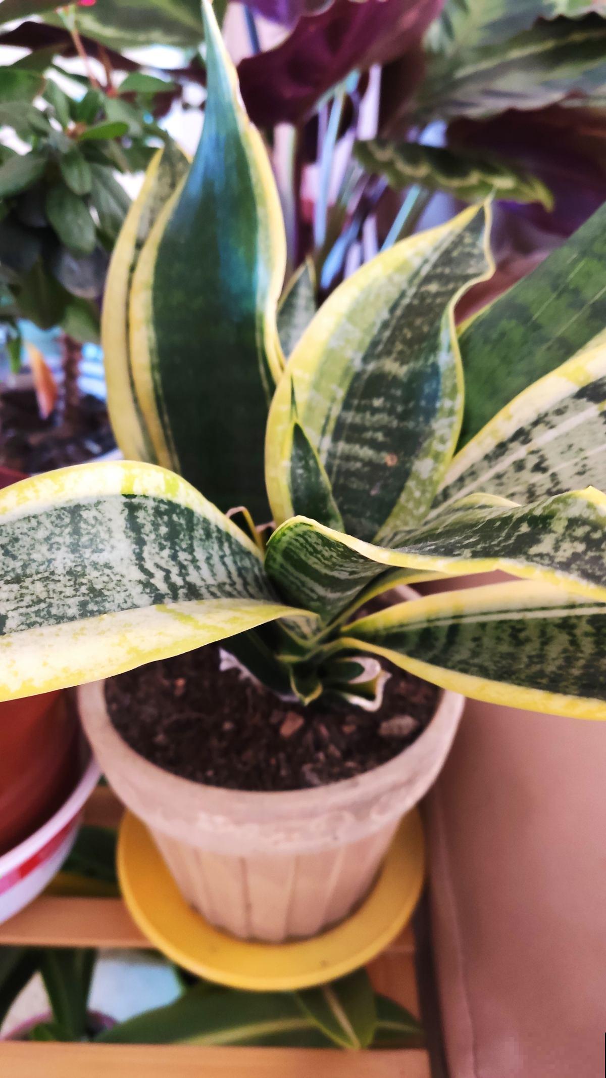 春天换盆,4件事儿要注意,不然植物都死了,只剩下空盆 春天换盆,4件事儿要注意,不然植物都死了,只剩下空盆