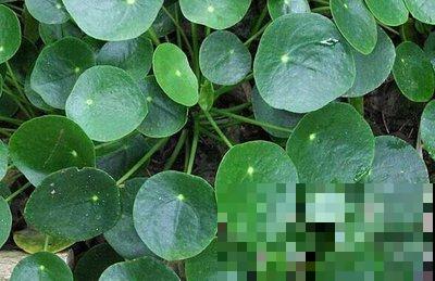 “网红”盆栽镜面草,冬天这样养护,叶子又大又圆! “网红”盆栽镜面草,冬天这样养护,叶子又大又圆!