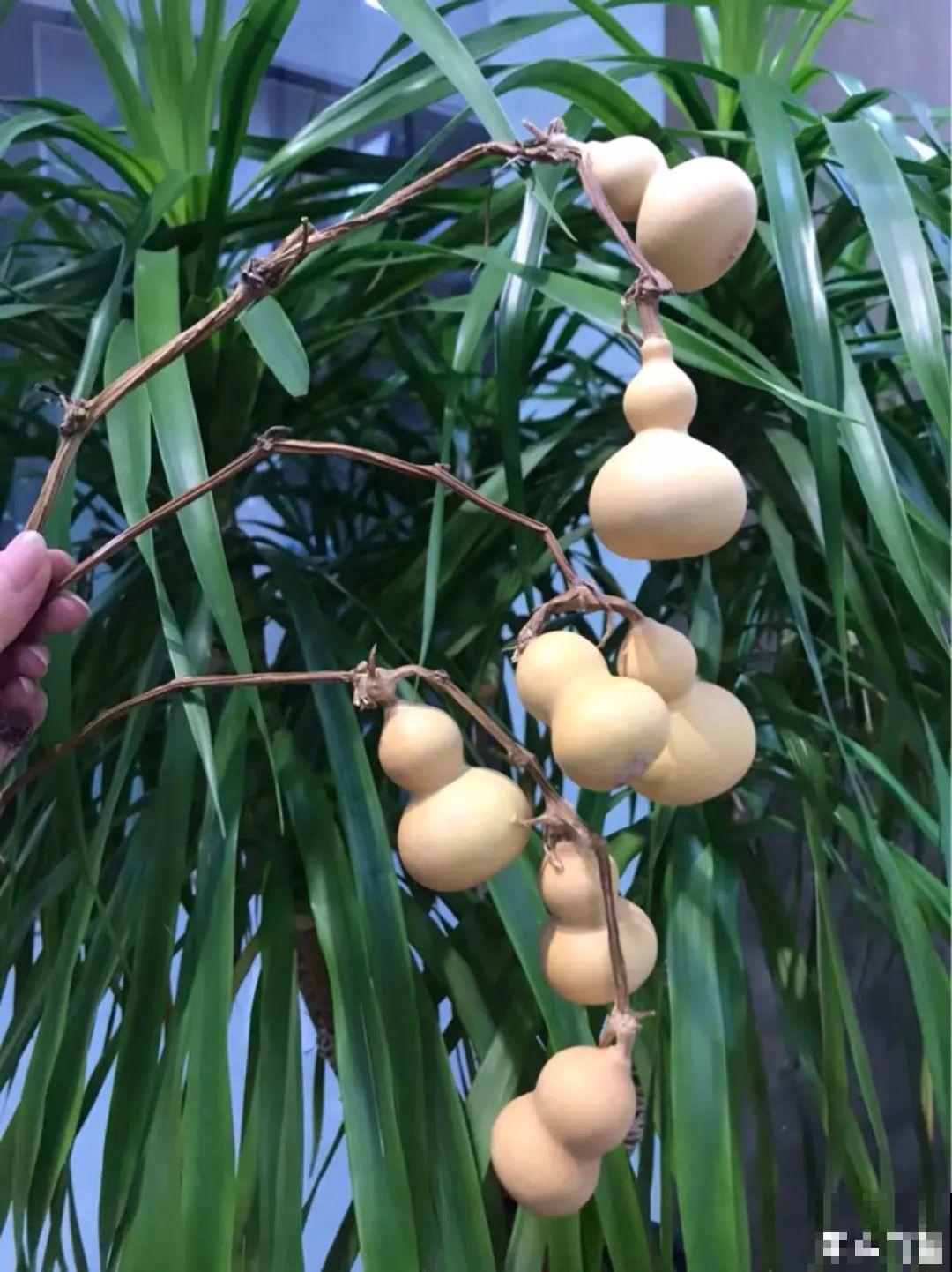 家里养盆镇宅花,一年红红火火,好运满满 家里养盆镇宅花,一年红红火火,好运满满