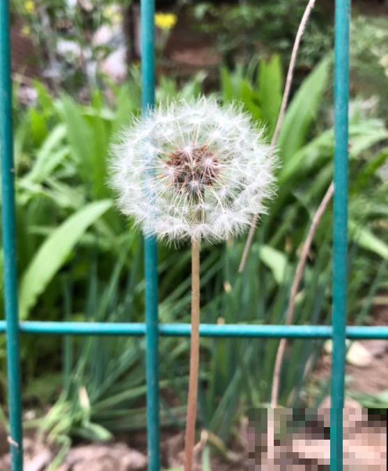 5种小野花,春天养护太美了,随便挖一颗回家吧! 5种小野花,春天养护太美了,随便挖一颗回家吧!