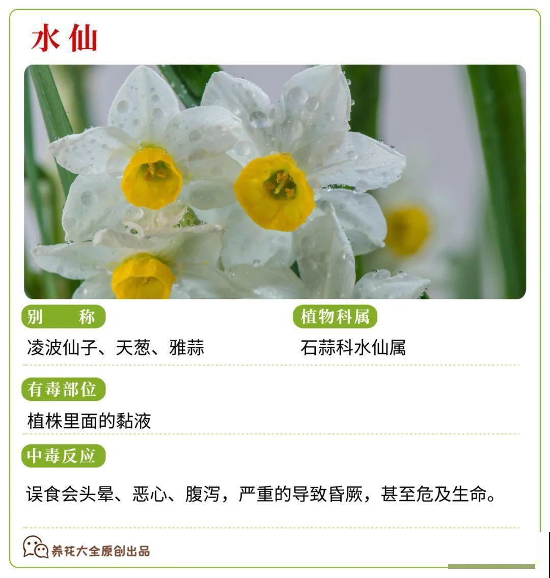 30种常见有毒花，很多人都在养，一定要小心养！